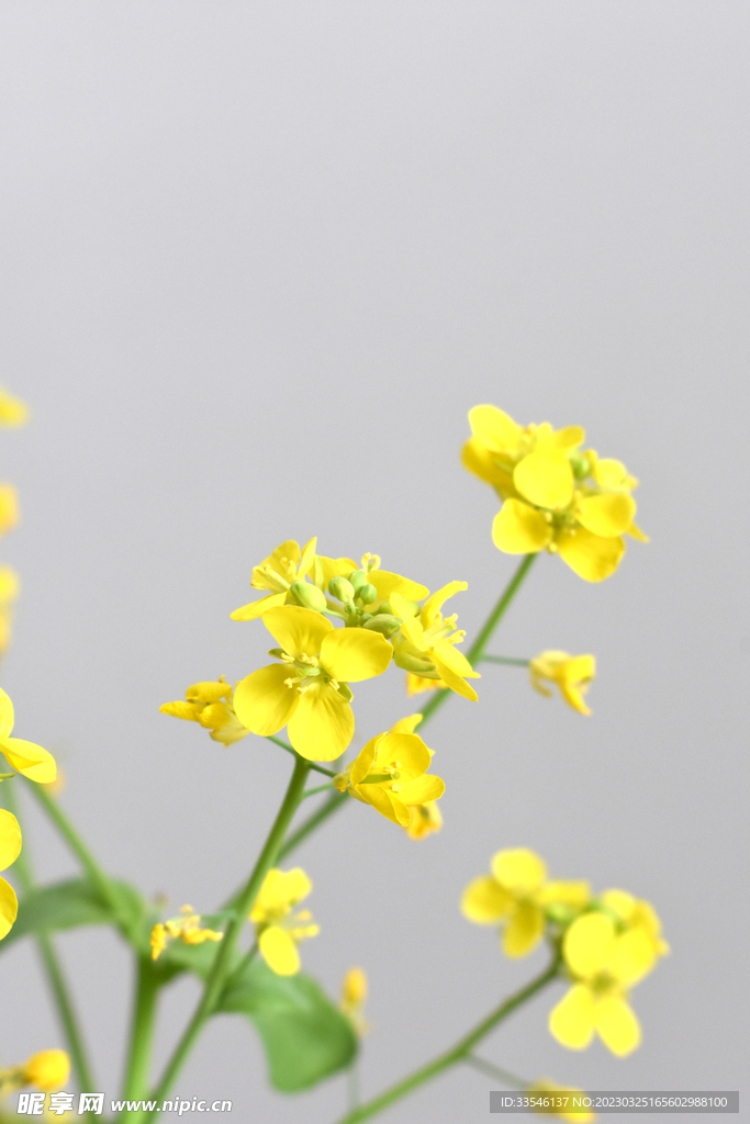 简约黄色花朵花束