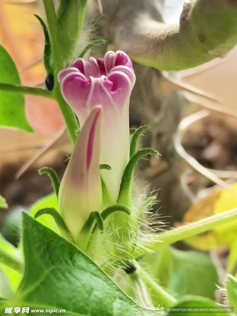 待放的喇叭花