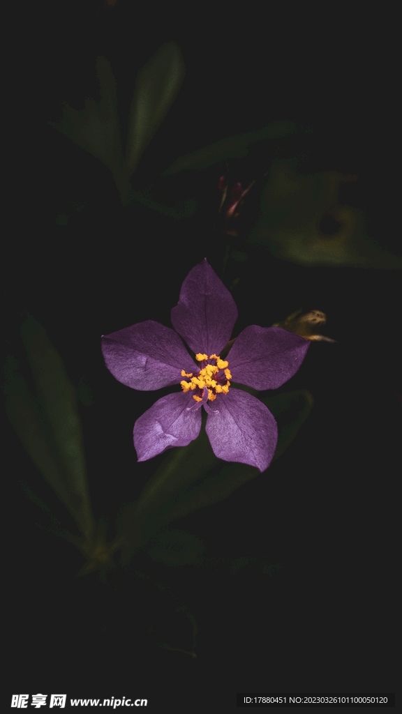 黃眼草