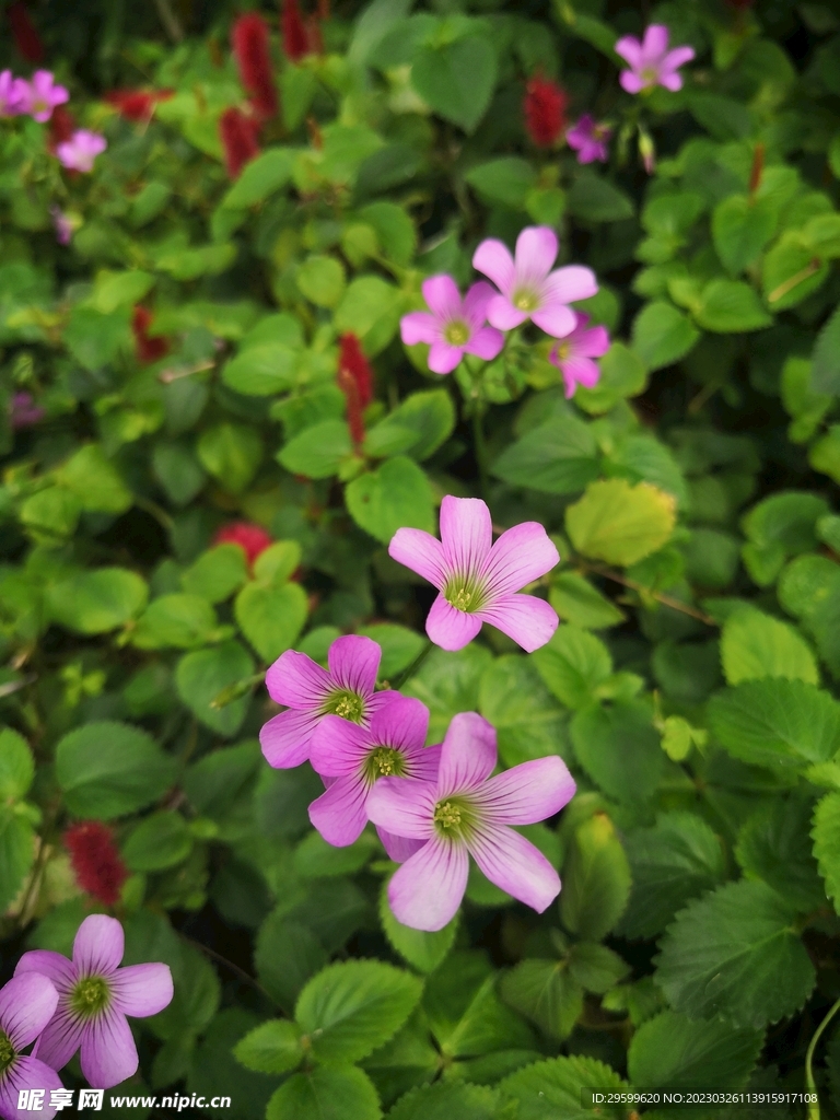 釀漿草