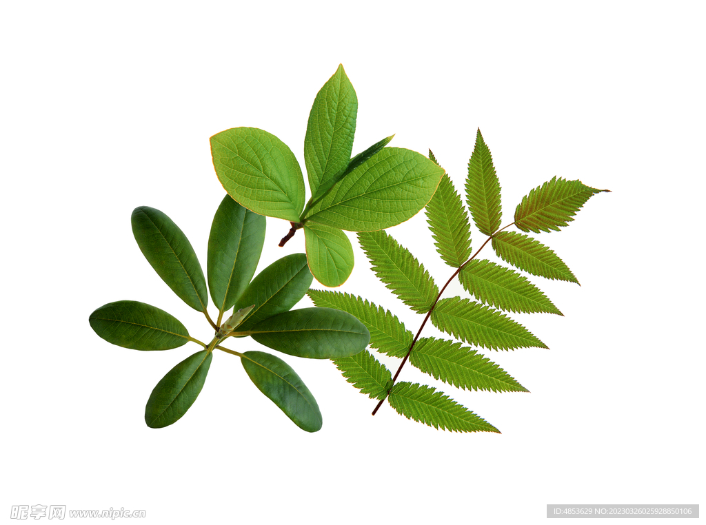 植物 