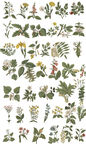 四十二款手绘复古草本植物