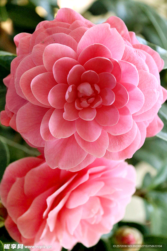 山茶花開