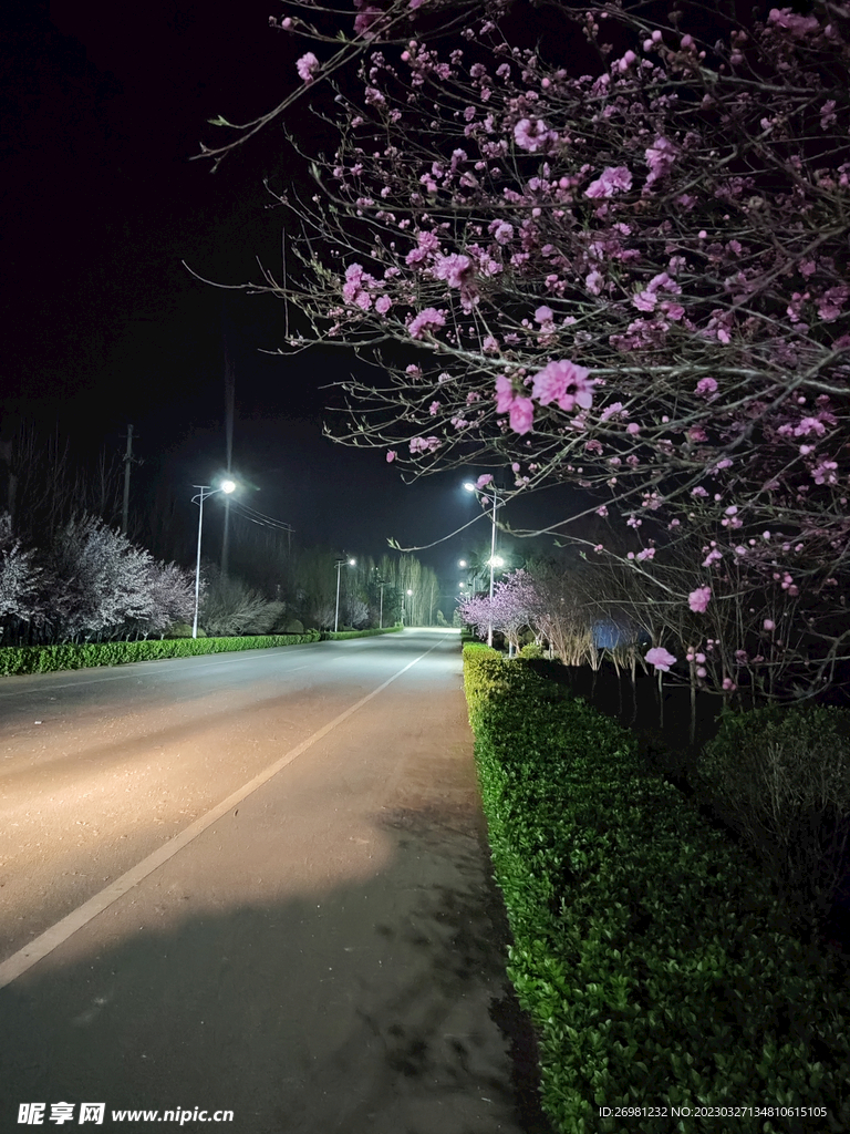 公路花木
