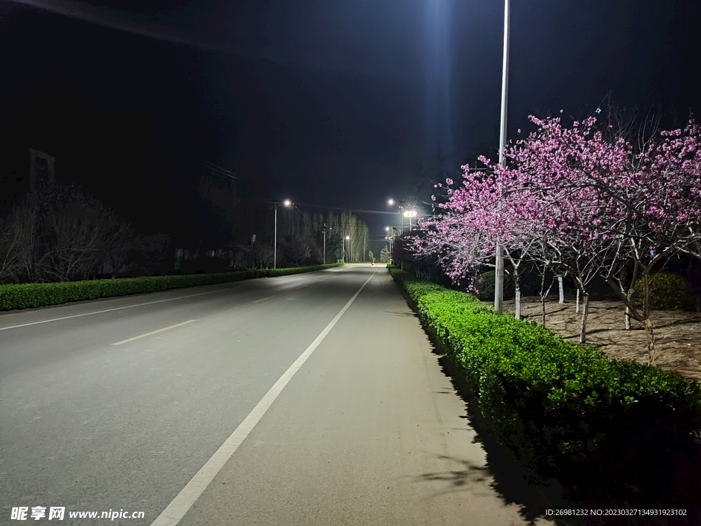 公路花木