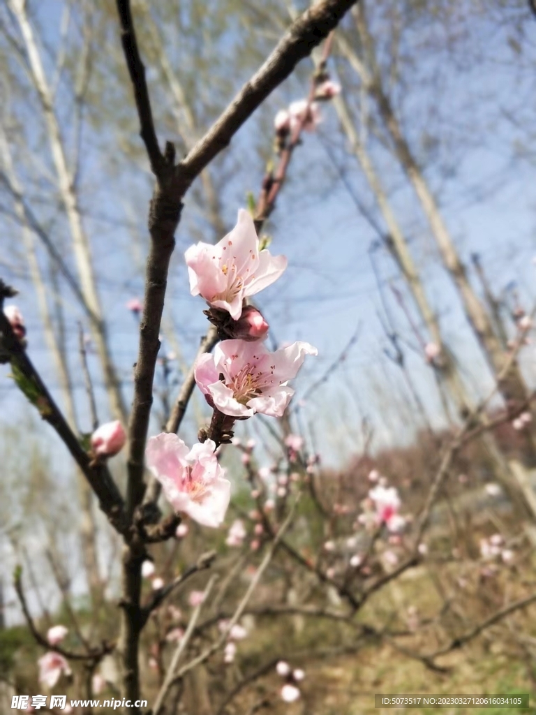 桃花