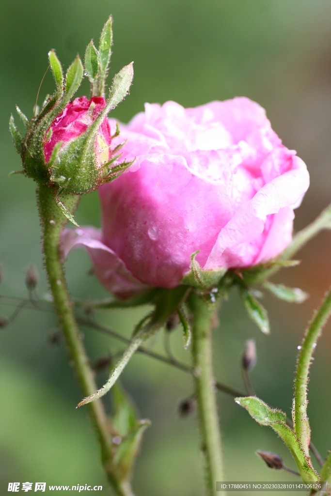 午時(shí)花