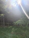 一缕阳光透过树林