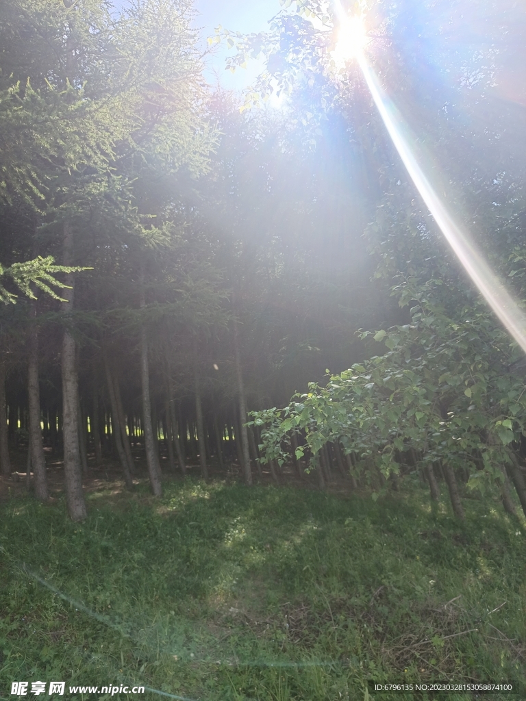 一缕阳光透过树林