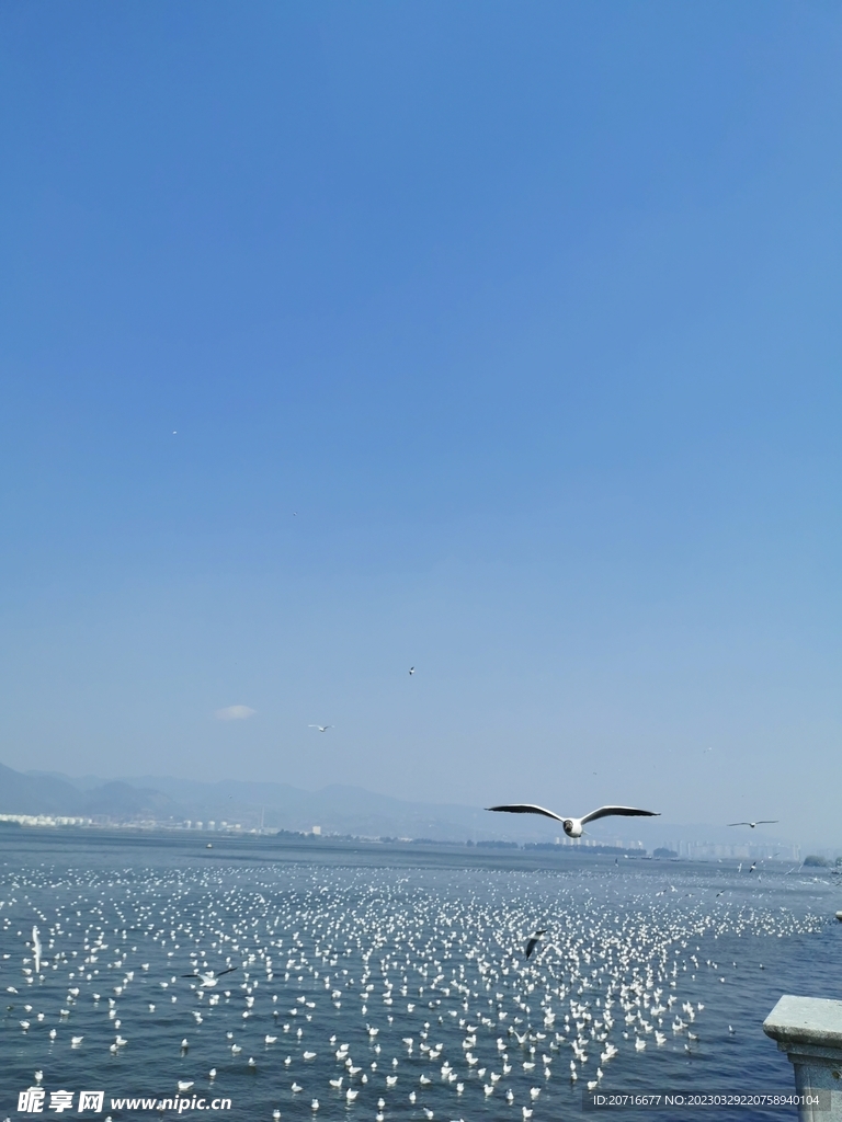 蓝天大海海鸥