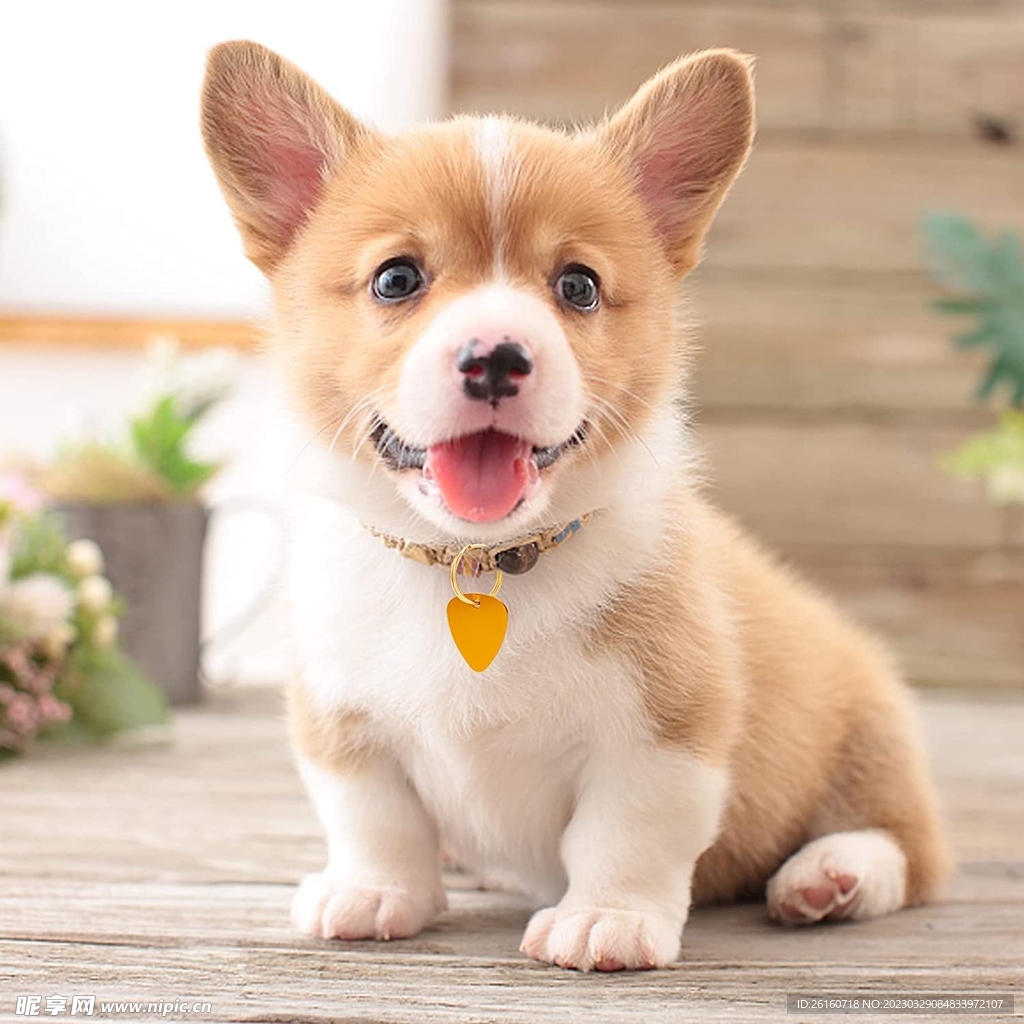 小狗f動物