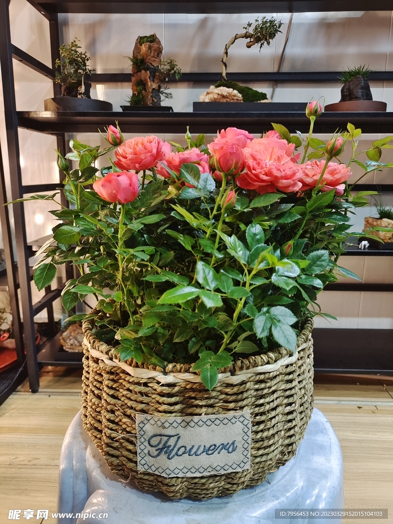 月季花
