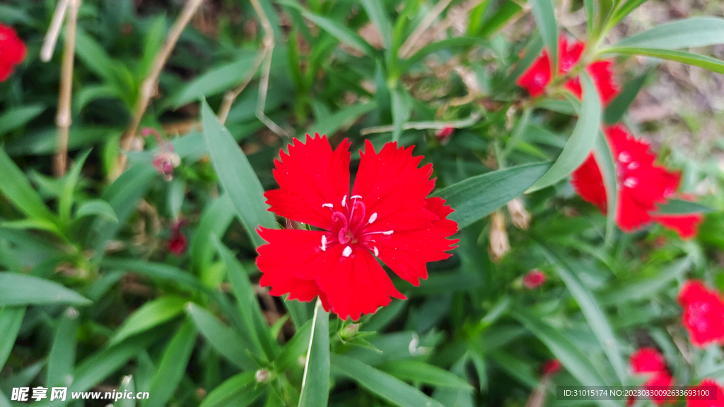 紅花