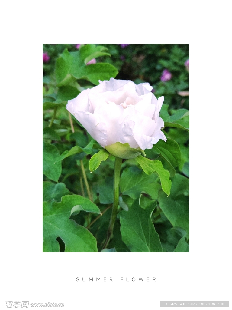 牡丹花攝影  花花  植物  