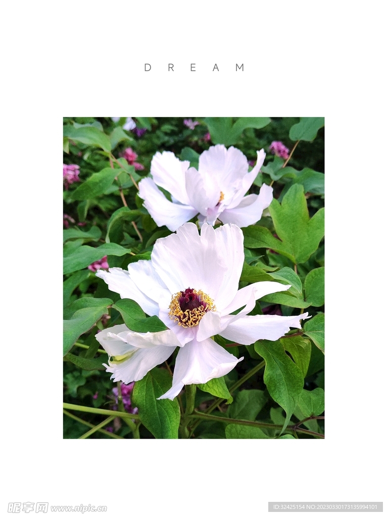 牡丹花攝影  花花  植物  
