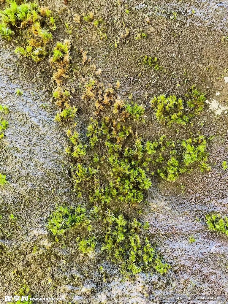 石草
