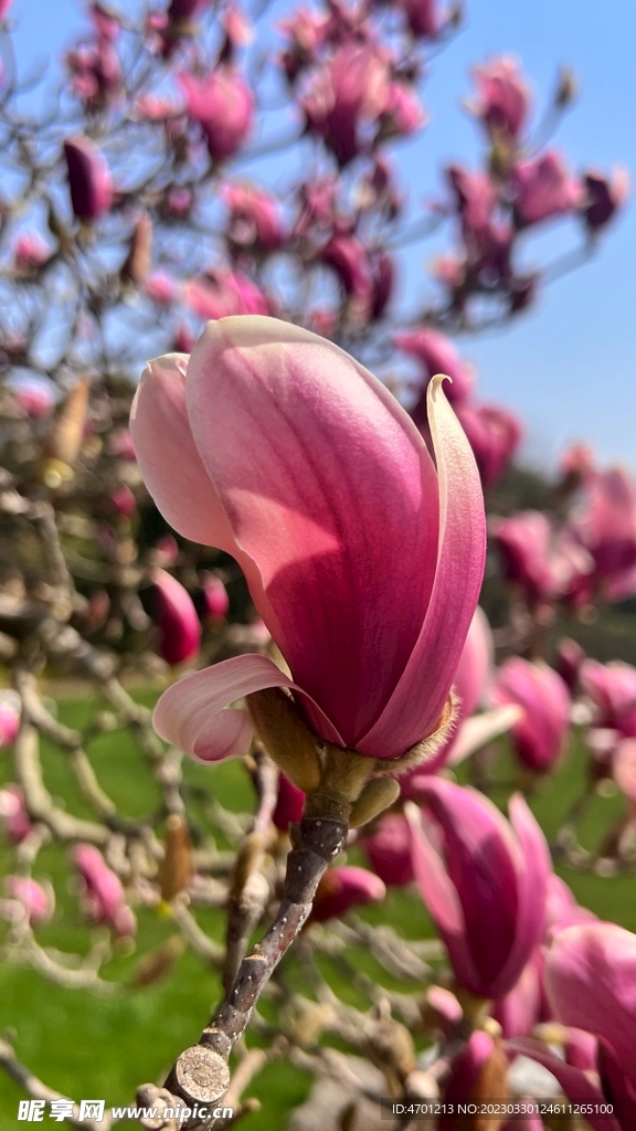 上海市玉蘭花