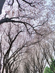 春天的花树 