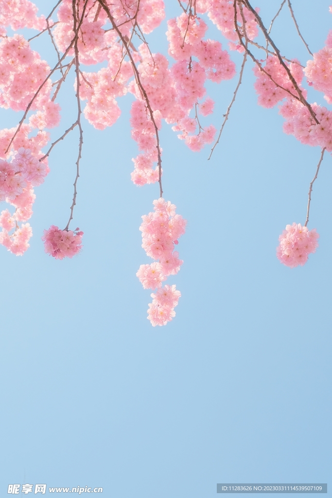 春天花朵風景