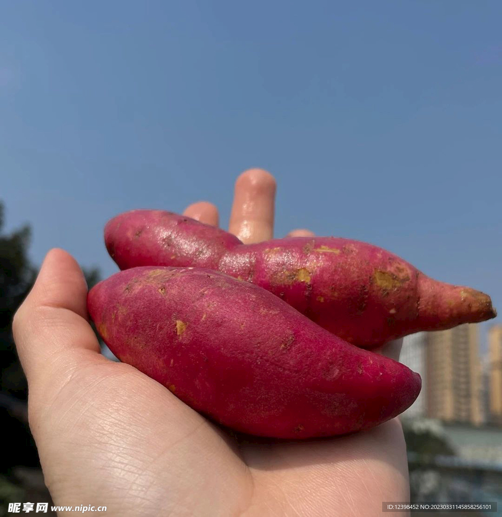 小紅薯
