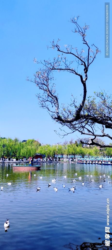 春天  海鷗  翠湖 