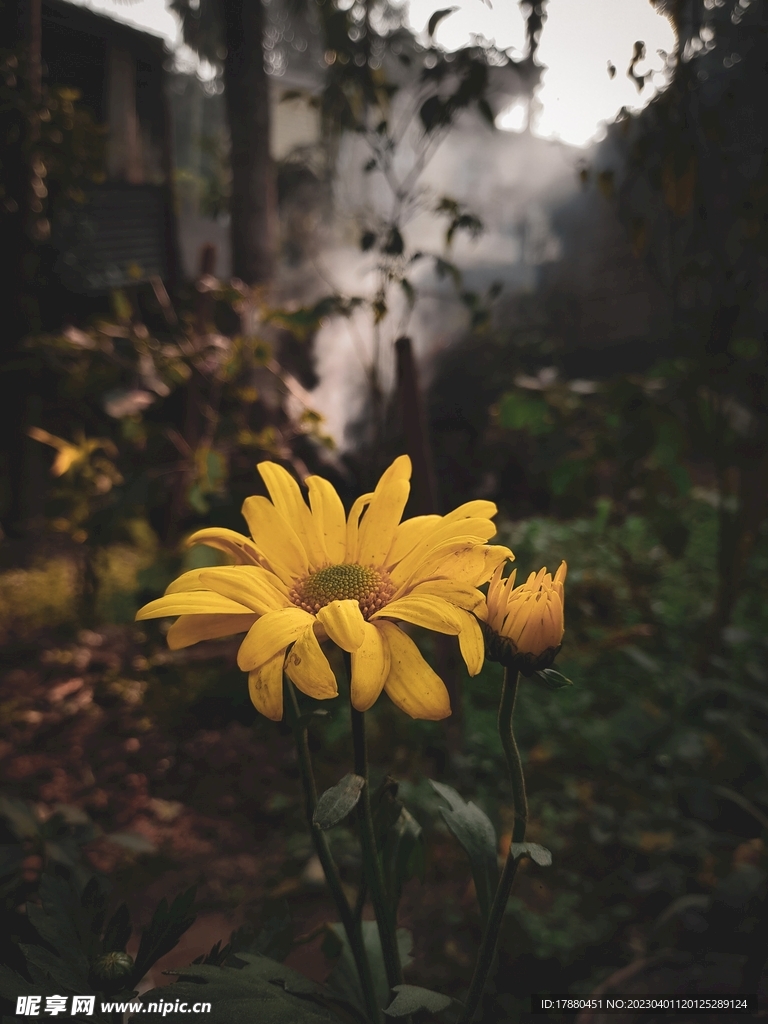 菊芋