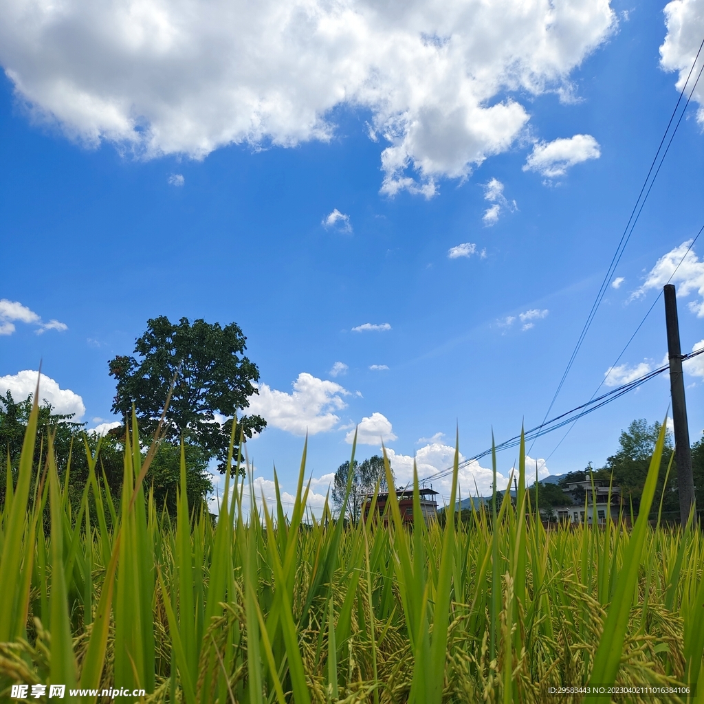 田园风景