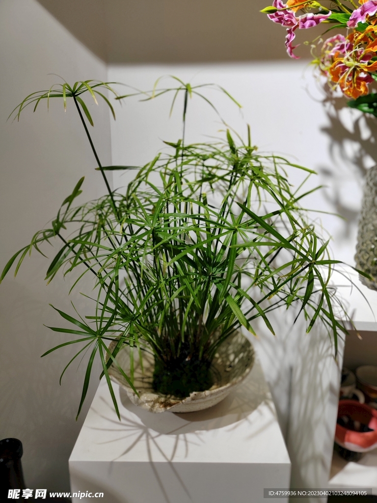 綠植   盆栽   