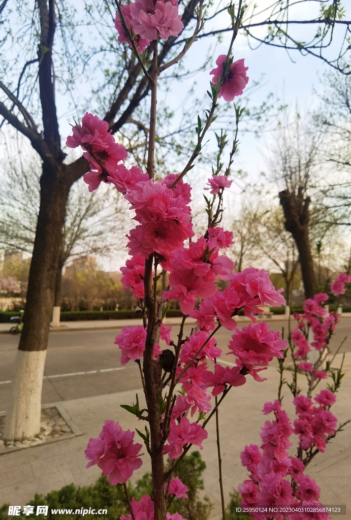 紅葉碧桃