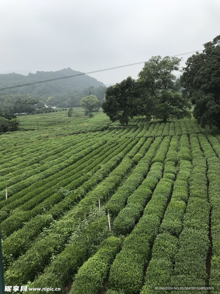 生活照杭州市灵隐寺茶园