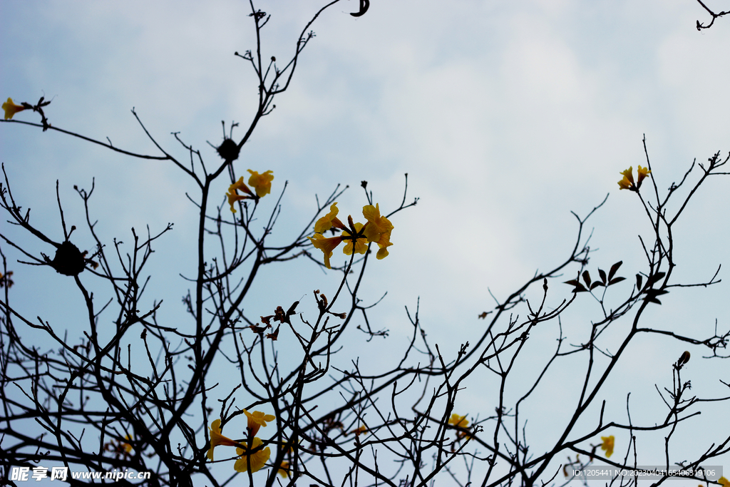 风铃花黄花风铃