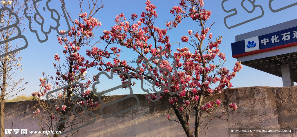 玉兰树 玉兰花 广玉兰 