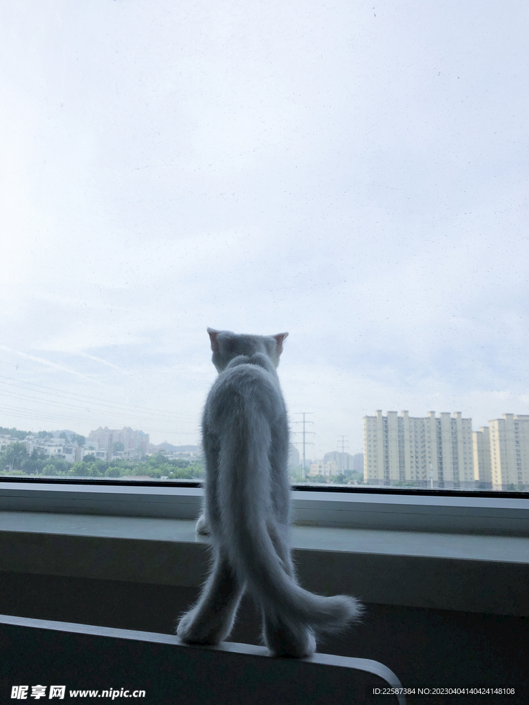  貓