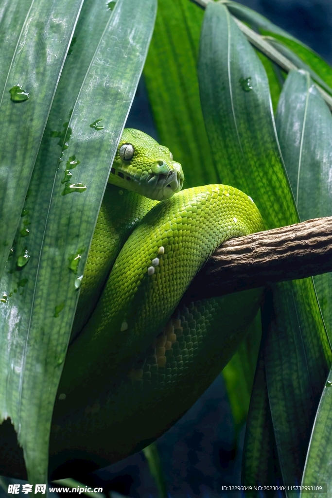 隐藏在绿色草丛中的绿色蟒蛇