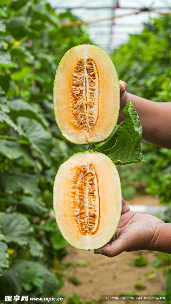 蜜瓜