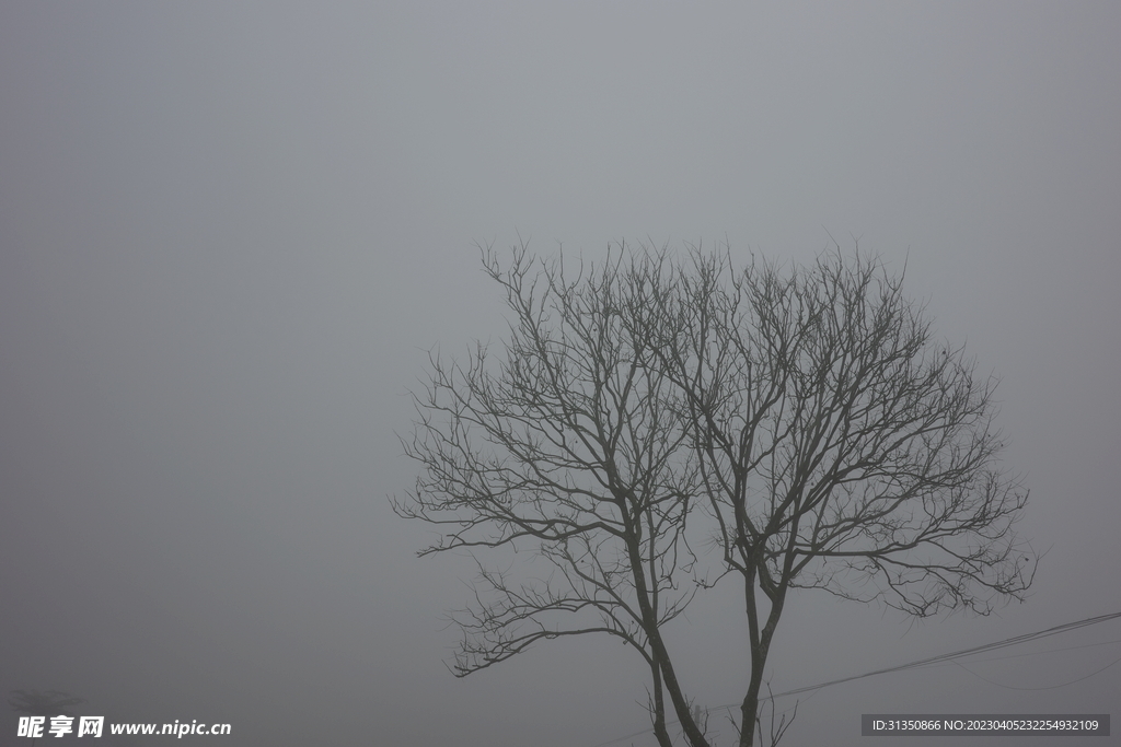 大雾里的枯木