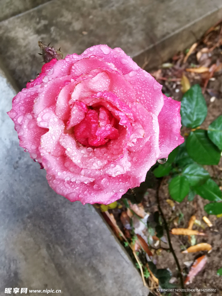 月季花