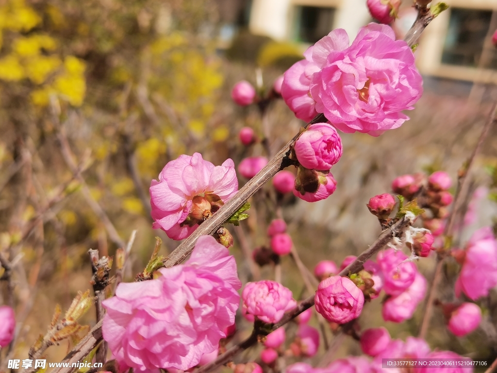 觀賞花