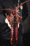 鲜活龙虾摄影图菜品图