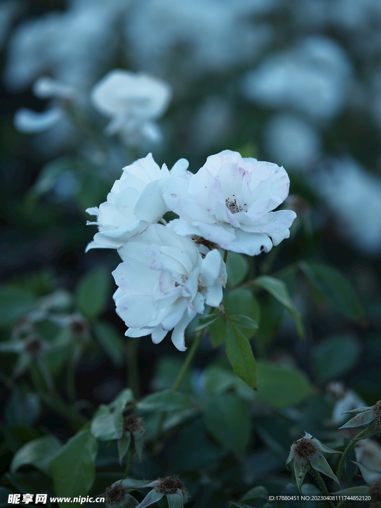 山梅花