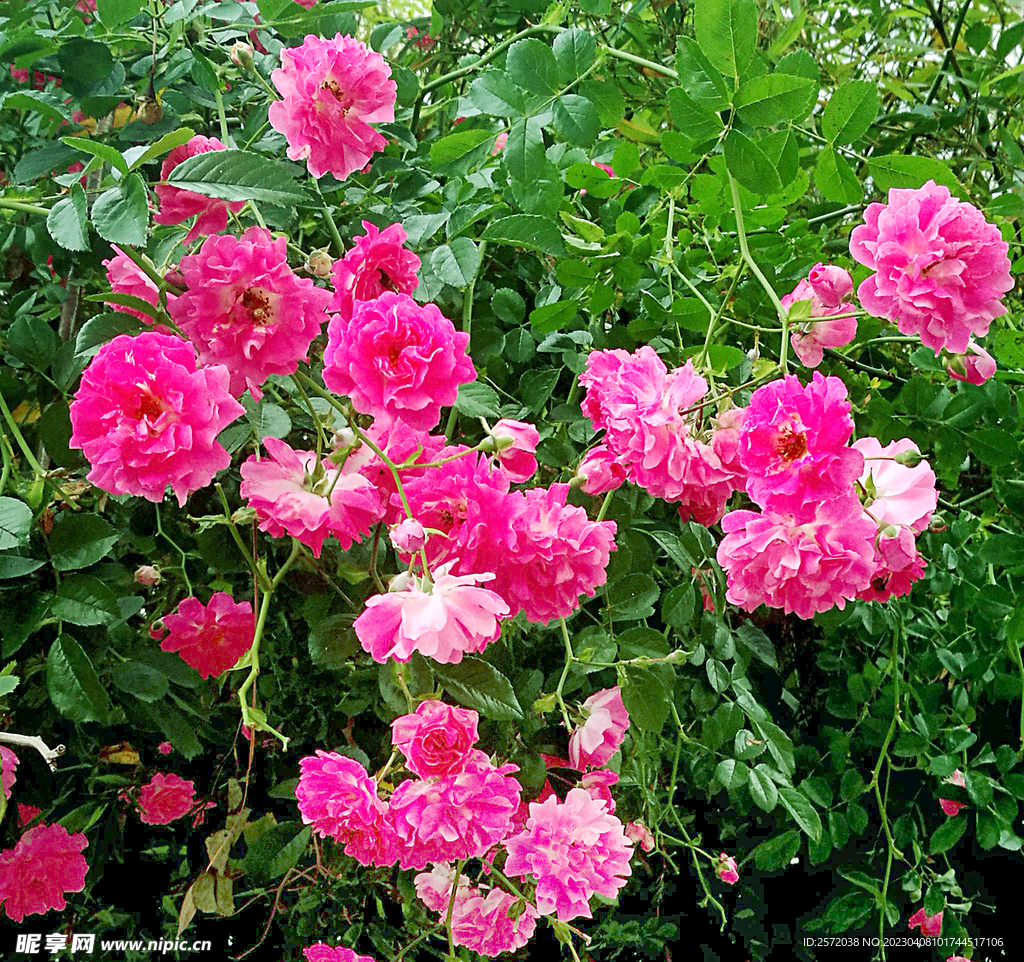 薔薇花開(kāi)