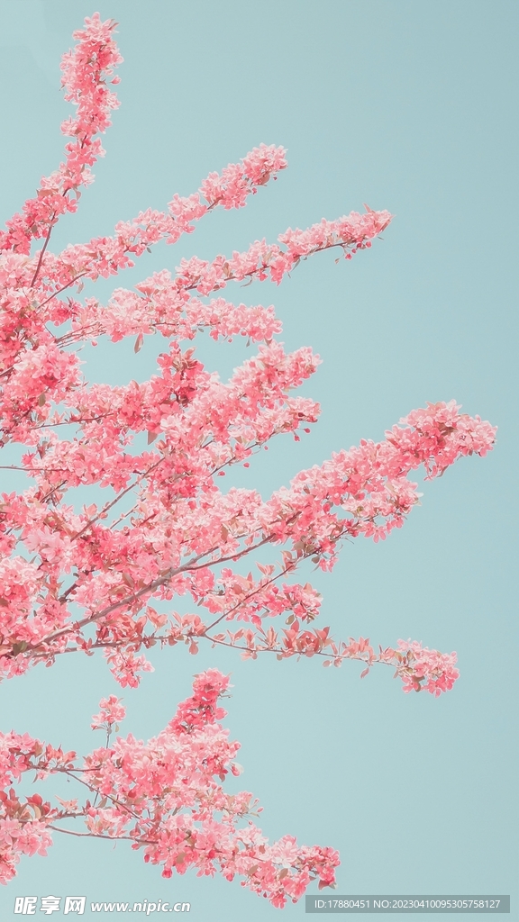 山櫻花