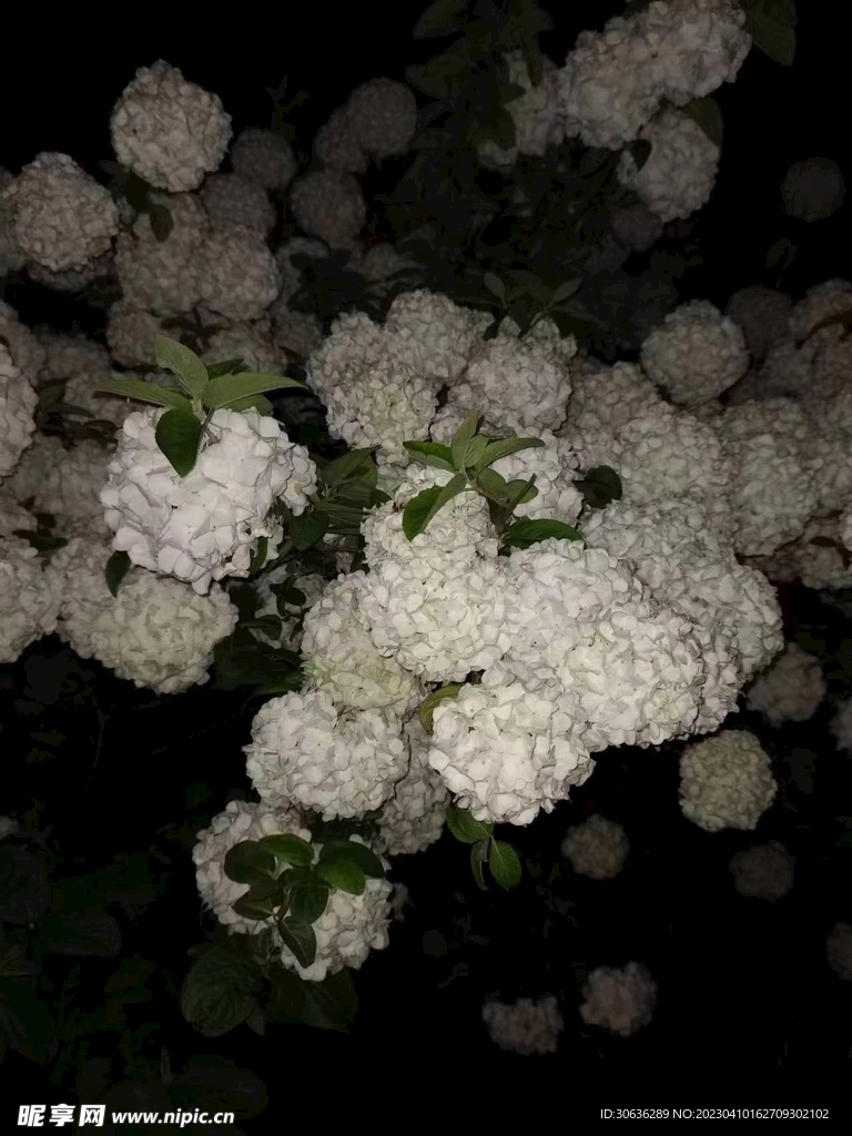 植物風(fēng)景