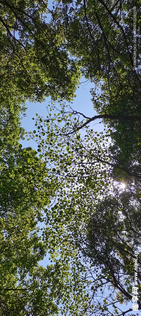 自然植物景觀