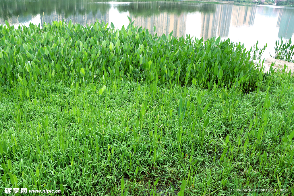 湖边水草