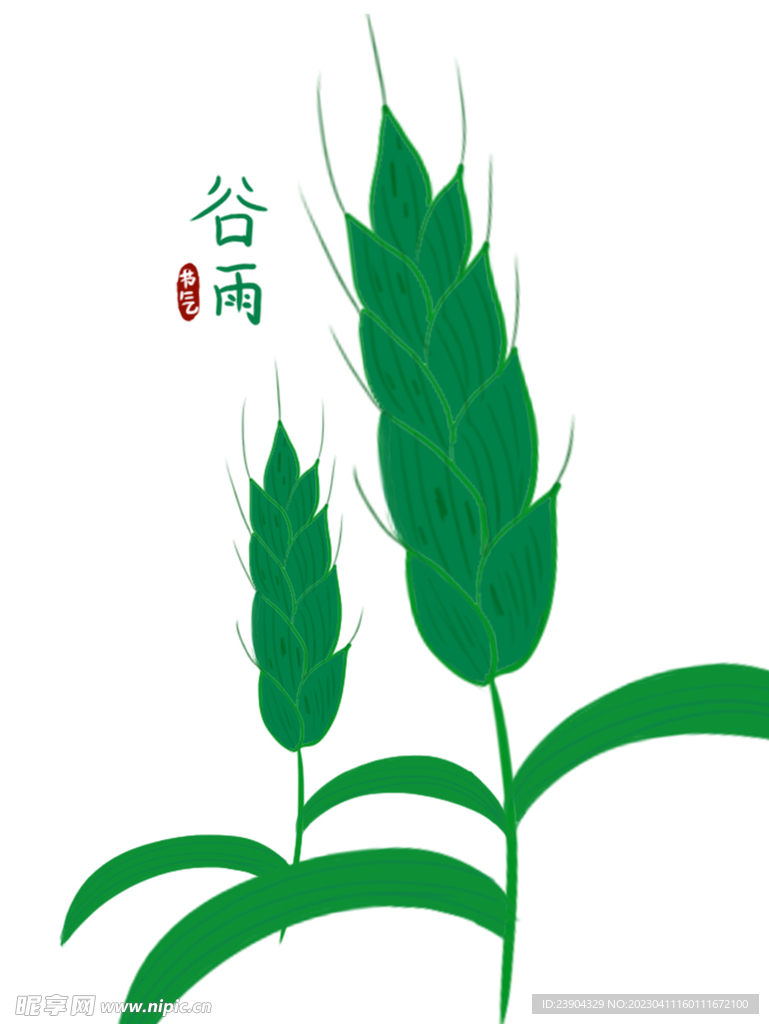 谷雨麥子