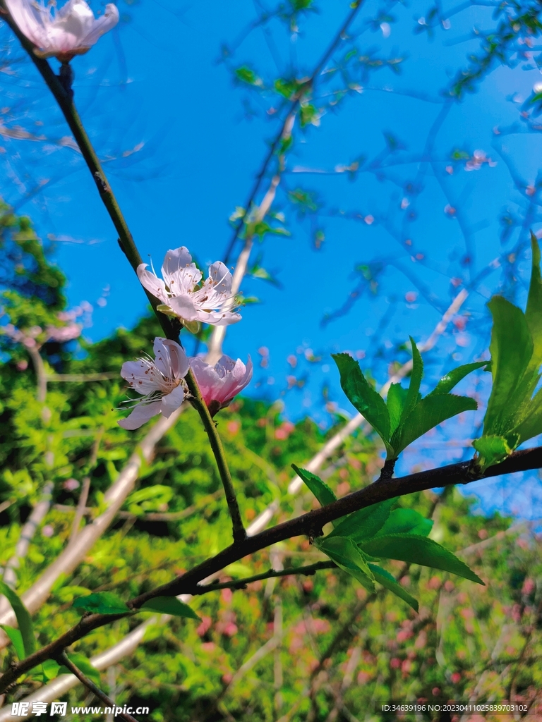 桃花