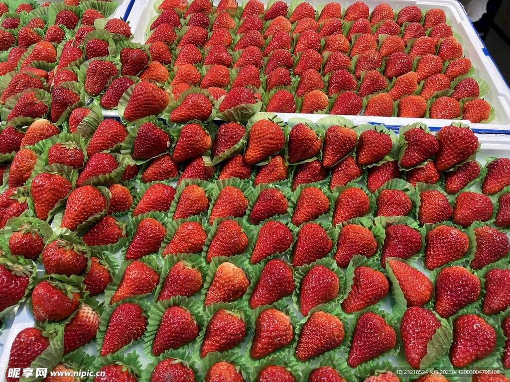 丹冬草莓