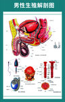 男性生殖系统解析图