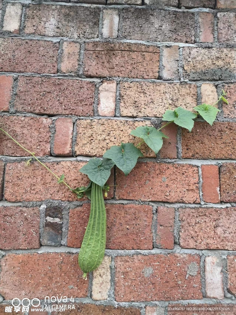 瓜